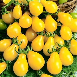 Tomato Yellow Pearshaped - Intensely Fruiting, Juicy and Sweet - Premium Seeds