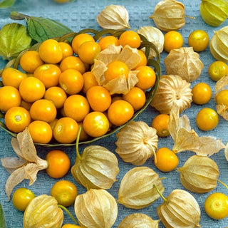 Physalis, Coqueret du Pérou - Doux et exotique, idéal pour grignoter - Physalis peruviana