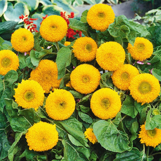 Dwarf Double Sunflower - Exceptional Decoration, Beautiful Flowers for Borders and Balconies - Helianthus annuus - Premium Seeds