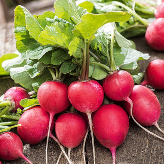 Radish Carmen - Rich Harvest in Spring and Autumn - Premium Seeds