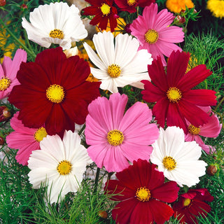 Cosmos Vega Mixed - Lush Blooming, Drought-Resistant, Abundant Flowering - Cosmos bipinnatus - Premium Seeds