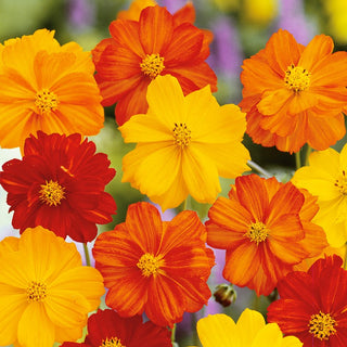 Sulfur Cosmos Mixed - Easy to Grow, Frost-Resistant - Cosmos sulphureus - Premium Seeds