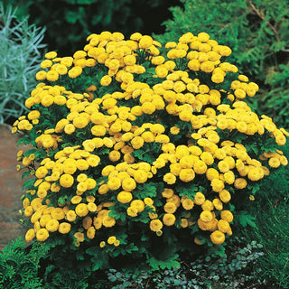 Feverfew Goldball - Pom-Poms of Full Yellow Flowers, Minimal Requirements - Chrysanthemum parthenium - Premium Seeds