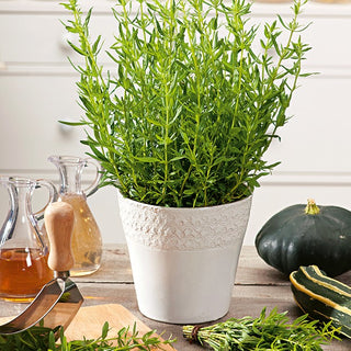 Hysope - Plante médicinale et mellifère - Hyssopus officinalis - 100 g - Graines Premium