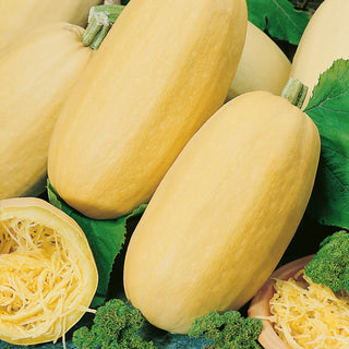 Spaghetti Squash Warszawska - Healthy Alternative to Pasta, Rich in Vitamins and Minerals - Cucurbita pepo var. giraumontia - Premium Seeds