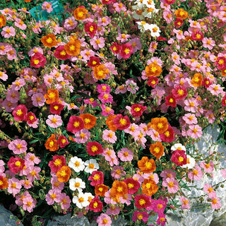 Rock Rose Mixed - Evergreen Carpet of Flowers, Frost-Resistant - Helianthemum nummularium Mutabile - Premium Seeds