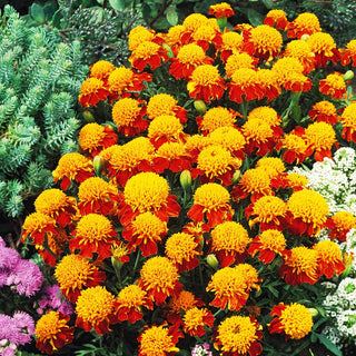 Œillet d'Inde Orange Flame - Spectaculaire en massifs - Tagetes patula nana - 1 kg