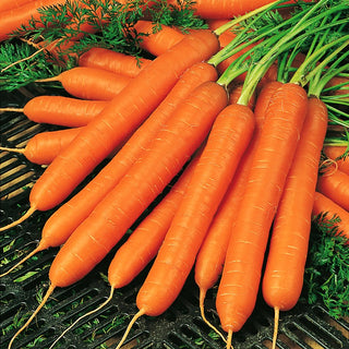 Carotte - Amsterdam 3 - Variété appréciée depuis des années - 100 g