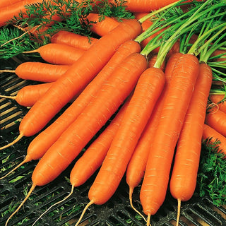 Carotte - Amsterdam 3 - Rendement rapide, parfait pour les jus frais - Sachet géant - 500 g