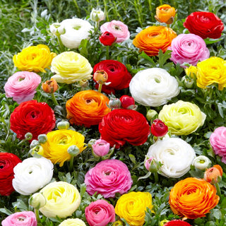 Renoncule - Ranunculus - Fleurit de mai à août - 10 bulbes
