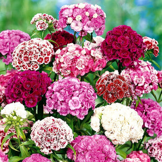 Sweet William Double Mixed - Multicoloured, Full Flowers, Excellent for Borders and Cut Flowers - Dianthus barbatus - Premium Seeds