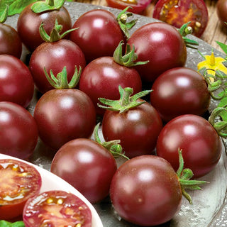 Tomate - Black Cherry - Tomates cerises foncées et douces, parfaites pour grignoter