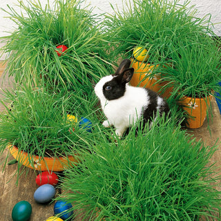 Easter Oats - Rapid Growth, Green Decoration, Easy Indoor Cultivation - Avena sativa - Premium Seeds
