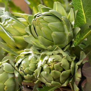 Artichoke Green Globe - Rich Yields, Tasty Meaty Heart - Cynara scolymus - Premium Seeds