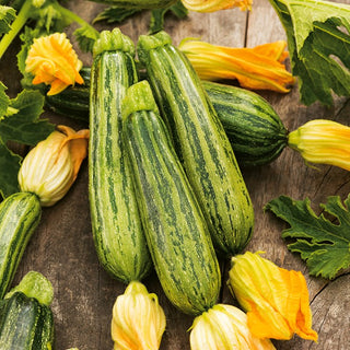 Courgette Lajkonik - Récoltes abondantes en peu de temps - 100 g