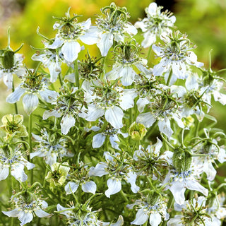 Nigelle cultivée - Mellifère et favorable aux abeilles - Nigella sativa - Grand sachet - 100 g - Graines Premium