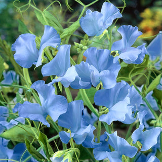 Sweet Pea Blue - Cascade of Blue Flowers with the Scent of Summer - Lathyrus odoratus - Premium Seeds