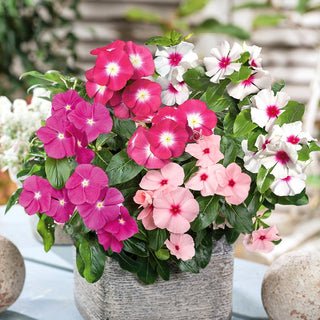 Madagascar Periwinkle Mixed - Cascade of Pink Flowers - Catharanthus roseus - Premium Seeds