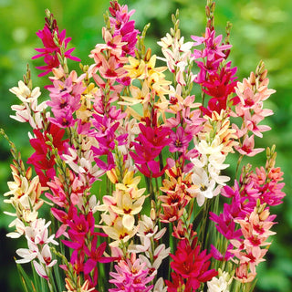 Ixia - mix - mélange de couleurs - Idéale pour les compositions en pot - 25 bulbes