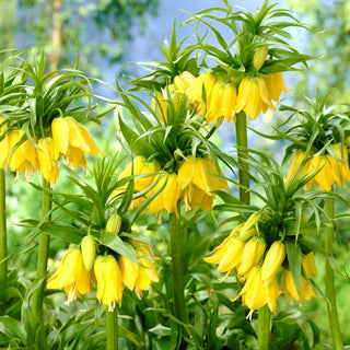 Fritillaire impériale - jaune - Fritillaria - Majestueuses, splendides inflorescences