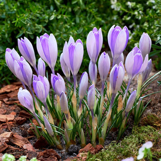 Crocus - Vanguard - Fleurs aux couleurs blanc et violet - 10 bulbes