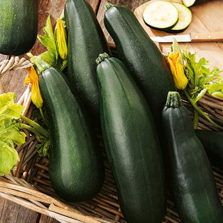 Courgette Soraya - Hautement productive tout l’été - 100 g