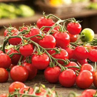Tomato Idyll - Sweet, Juicy Fruits, Abundant Harvests - Premium Seeds