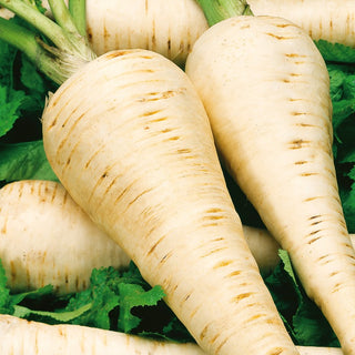 Panais demi-long Blanc - Universel résistant au gel - Pastinaca sativa - 100 g