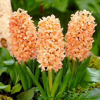 Jacinthe - Gipsy Queen - Hyacinthus - Apporte une ambiance joyeuse au jardin - 3 bulbes