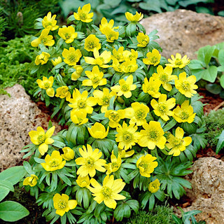 Aconit d'hiver - Eranthis - Précurseur printanier intensément jaune - 5 bulbes