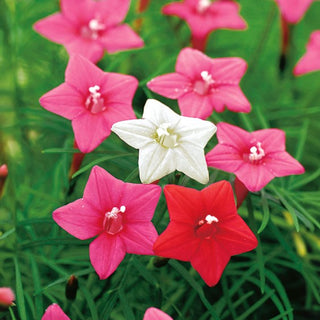 Ipomée pennata - Mélange - Plante grimpante spectaculaire jusqu’à 3 mètres - Ipomoea pennata