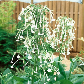 Woodland Tobacco - White, Intensely Fragrant Flowers, Grows up to 150 cm - Nicotiana sylvestris - Premium Seeds
