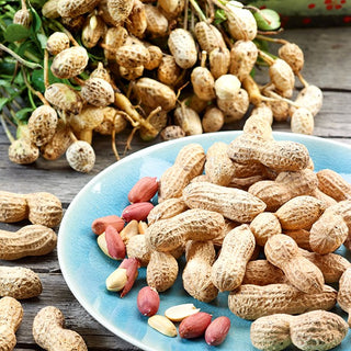 Peanut - Beautifully Blooming with a Rich Yield of Peanuts - Arachis hypogaea - Premium Seeds
