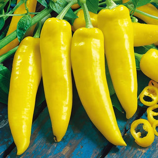 Chilli Pepper Hungarian Yellow Wax Hot - Early, Productive and Full of Flavour with a Spicy Kick - Premium Seeds