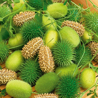 Concombre d'ornement - Formes fascinantes, décoration automnale absolument parfaite