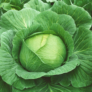 White Cabbage Brunswick - Juicy and Crisp, Master of Culinary Variations - Brassica oleracea var. capitata f. alba - Premium Seeds