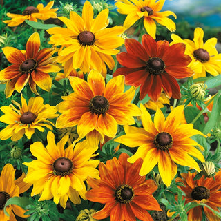 Rudbeckia Mixed - Intense Colours, Large Flowers, Ideal for Borders and Cut Flowers - Rudbeckia hirta - Premium Seeds