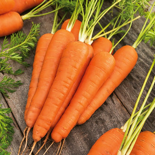 Carrot Koral - Sweet Taste, for Fresh Consumption, Juices, and Preserves - Premium Seeds