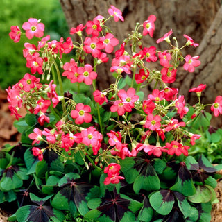 Faux trèfle à quatre feuilles - Oxalis - Décoration délicate du jardin - 25 bulbes