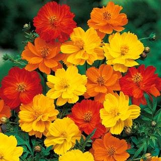 Dwarf Sulfur Cosmos Mixed - Colourful and Abundant Flowering, Disease-Resistant - Cosmos sulphureus - Premium Seeds