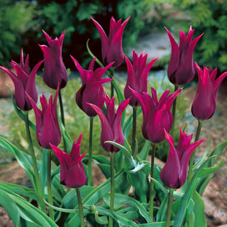 Tulipe - Burgundy - Tulipa - Accent éclatant de chaque composition - 5 bulbes