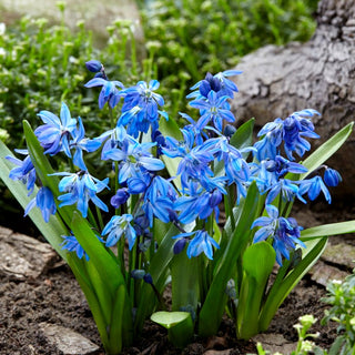 Scille de Sibérie - Scilla - couleur bleu intense - 10 bulbes