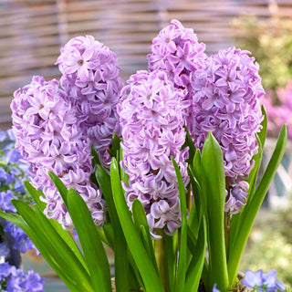 Jacinthe - Splendid Cornelia - Hyacinthus - Dans une nuance de violet lilas - 3 bulbes
