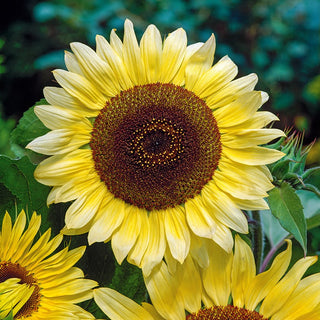 Tournesol Lemon Queen - Fleurs parfaites de couleur citron - Helianthus annuus - Grand sachet - 100 g