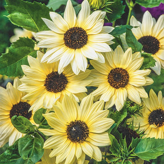 Sunflower Vanille Ice - Striking Beauty, Perfect for Garden and Pots - Helianthus debilis - Premium Seeds
