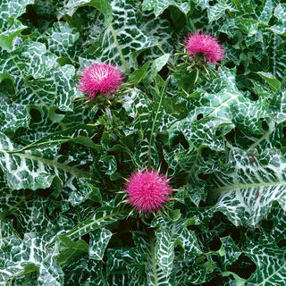 Chardon-Marie - Plante précieuse résistante à la sécheresse - Silybum marianum - Grand sachet - 100 g - Graines Premium