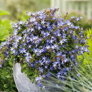 Serbian Bellflower - Natural Beauty All Season Long - Campanula poscharskyana - Premium Seeds