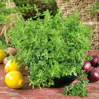 Origan Grec - Graines enrobées - Incontournable aromatique pour toutes les cuisines - Origanum vulgare ssp. hirtum - Graines Premium