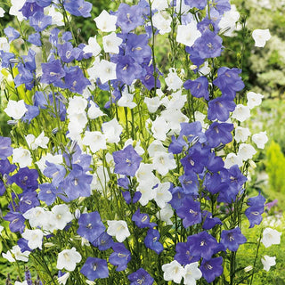 Peach-Leaved Bellflower Mixed - Blue-Purple Symphony - Campanula persicifolia - Premium Seeds