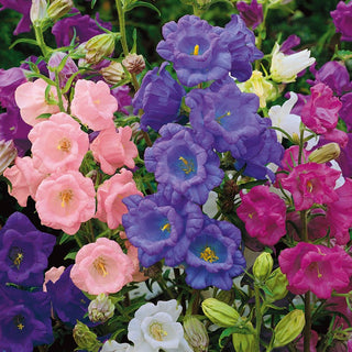 Canterbury Bells Calycanthema - Elegance in Pastel Shades - Campanula medium - Premium Seeds